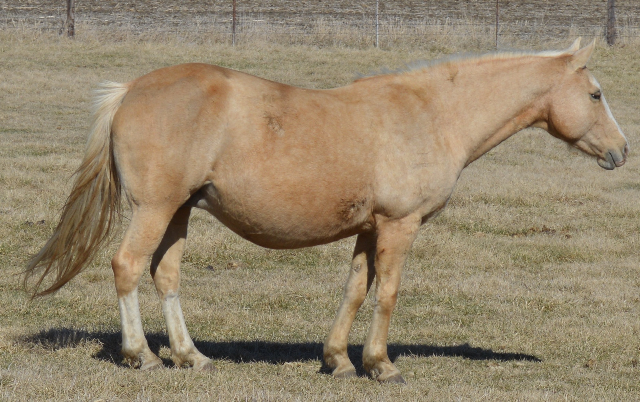 Joe – Big Stout Dappled Grey Horse For Sale