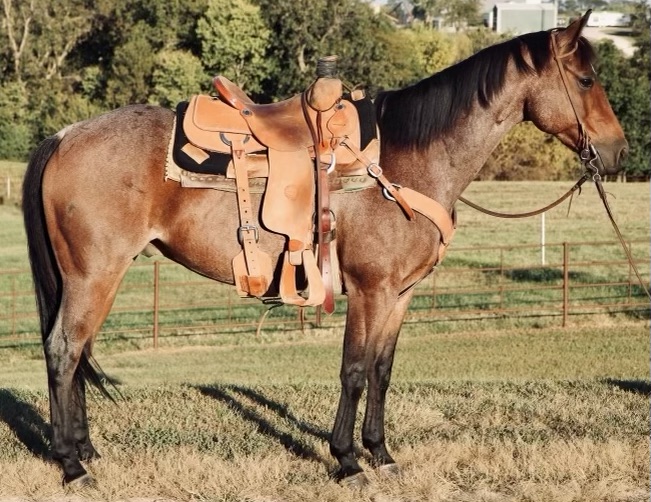 For Sale - Porter Quarter Horses