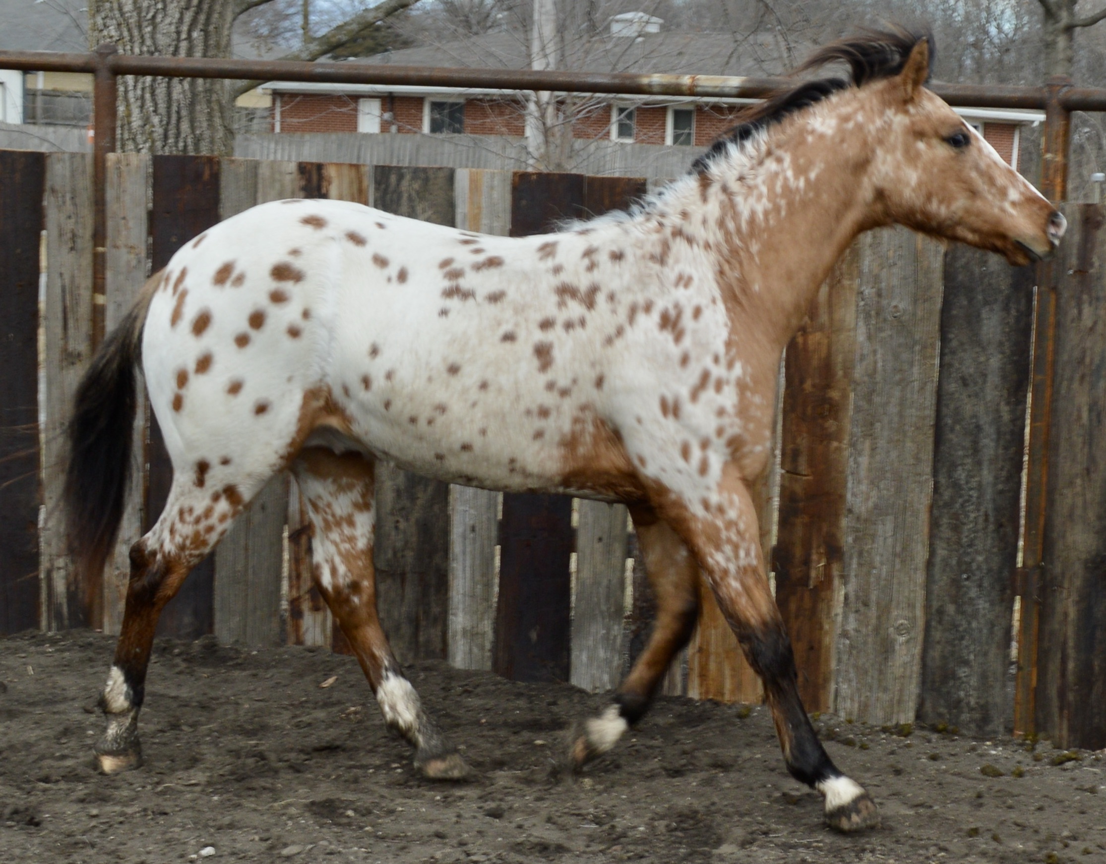 Stallions - Porter Quarter Horses